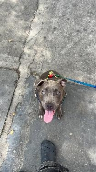 Oferta cachorro pitbull macho en santo domingo y vacuna al dia