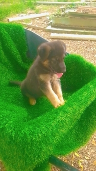 Oferta cachorro pastor aleman ambos sexo en santo domingo y vacuna al