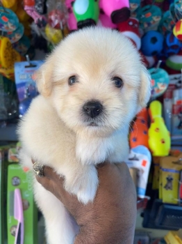 Oferta cachorro maltipoo macho  en santo domingo y vacuna al dia