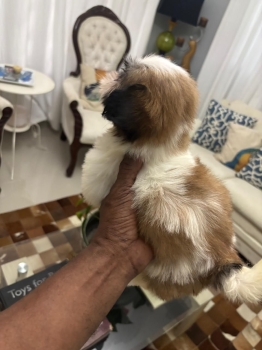 Oferta cachorro shih tzu macho en snato domingo y vacuna al dia