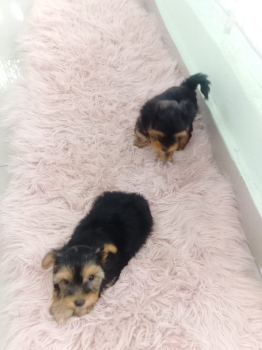 Oferta cachorro yorkie hembra en santo domingo y vacunada