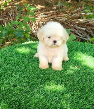 Oferta cachorro shih tzu hembra en santo domingo y vacunados