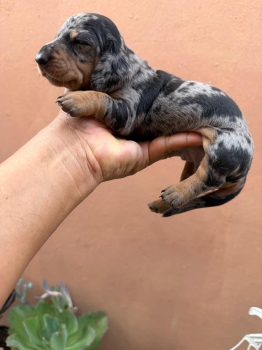 Oferta cachorro salchicha blue y merle macho en ubicado en santo domin