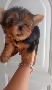 Oferta cachorro yorkie macho ubicada en santo domingo y vacuna al dia