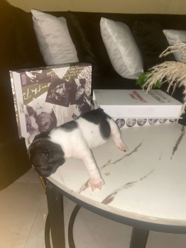 Oferta cachorro bulldog frances macho con su vacuna al dia en santo do