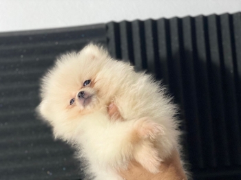 Oferta cachorro pomerania hembra en santo domingo y vacunada
