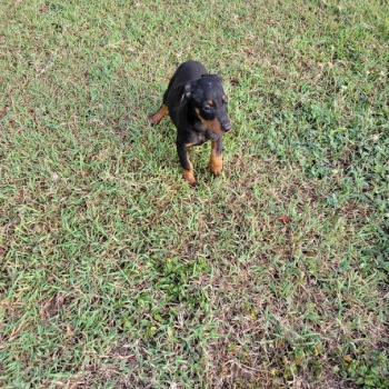 Oferta cachorro doberman ambos sexo en santiago y vacuna al dia