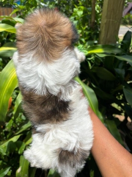 Oferta cachorro shipoo hembra en santo domingo y vacuna al dia