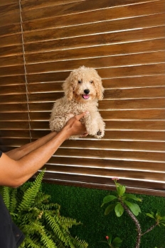 Oferta cachorro poodle caniche toy macho  en santo domingo con todo al