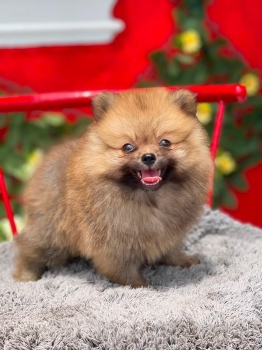 Oferta cachorro pomerania macho en santo domingo y vacunada