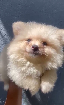 Oferta cachorro pomerania hembra en santo domingo y vacunada