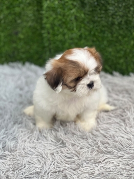 Oferta cachorro shih tzu macho en santo domingo y vacunados
