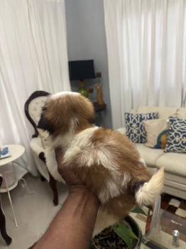 Oferta cachorro shih tzu macho en santo domingo y vacunados