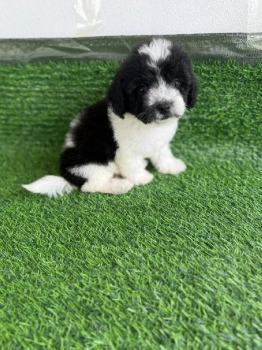 Oferta cachorro maltipoo hembra  en santo domingo y vacuna al dia