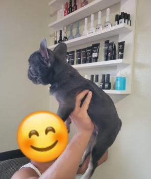 Oferta cachorro bulldog frances hembra en santo domingo y vacuna al di