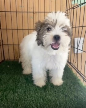 Oferta cachorro shipoo hembra en santo domingo y vacuna al dia