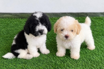 Oferta cachorro maltipoo hembra  en santo domingo y vacuna al dia