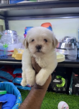 Oferta cachorro shipoo macho ubicado en santo domingo y tiene su vacun