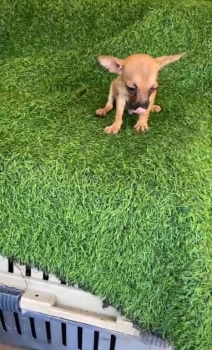 Oferta cachorro chihuahua  ambos sexo en santo domingo y vacuna al dia
