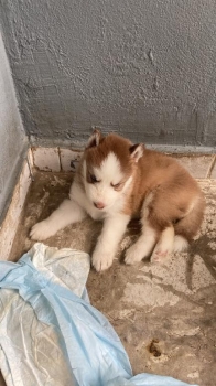 Oferta cachorro husky wooly hembra en santo domingo y vacuna al dia