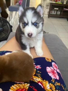Oferta cachorro husky hembra en santo domingo y vacuna al dia
