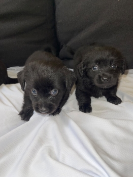 Mix pomerania ambos sexos