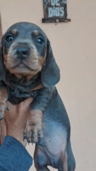 Oferta cachorro salchicha macho blue ubicado en santo domingo y tiene