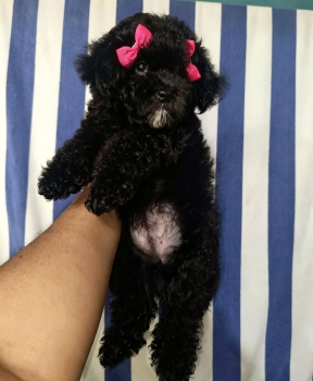 Oferta cachorro poodle toy hembra ubicada en santo domingo y vacunada