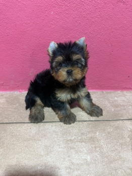 Yorkie ambos sexos