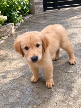 Oferta cachorro golden retriever macho ubicada en santo domingo y vacu
