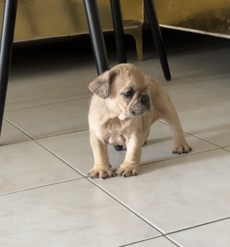 Bulldog frances hembras disponibles con pedigrí