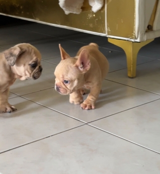 Oferta cachorro bulldog frances hembra con pedigri en ubicado en santo
