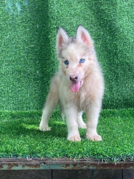Oferta cachorro husky hembra ubicado en santo domingo y tiene su vacun