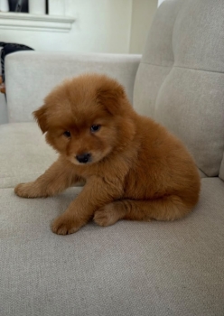 Oferta cachorro chow chow hembra o en santo domingo y tiene su vacunas