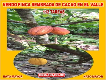 Ultima rebaja en finca de cacao en produccion 112 tareas en el valle d