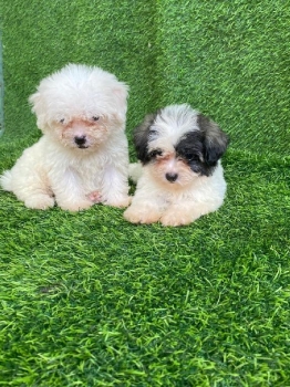 Maltipoo ambos sexos