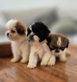 Shipoo hembras