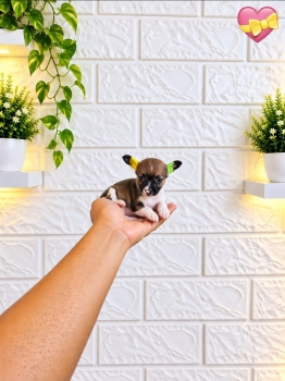 Especial de cachorro chihuahua ambos sexo en ubicado en santo domingo