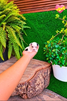 Especial cachorro chihuahaua hembra y macho en ubicado en santo doming