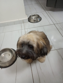 Especial cachorro shipoo macho 4 meses en ubicado en santo domingo y t