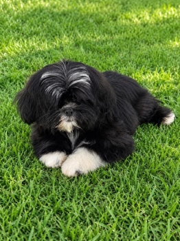 Especial cachorro shipoo hembra en ubicado en santo domingo y tiene su