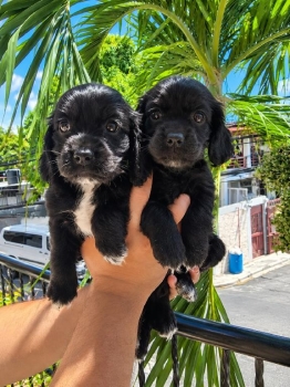 Cocker spaniel inglés