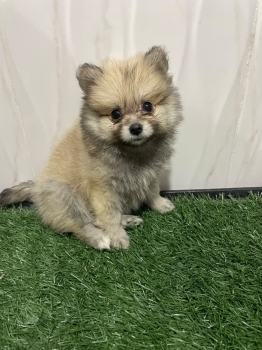 Especial de cachorro pomerania hembra en santo domingo ubicada nuestro