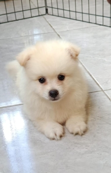 Especial de cachorro pomerania macho en santiago esta ubicado nuestros