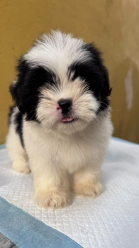 Especial de cachorro shipoo ambos sexo en santo domingo esta ubicado n
