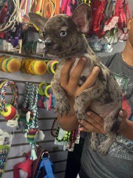 Especial de cachorro bulldog frances merle hembra en santo domingo est