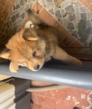 Especial de cachorro chow chow macho en santo domingo esta ubicado nue