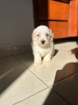 Especial de cachorro maltipoo macho en santo domingo esta ubicado nues