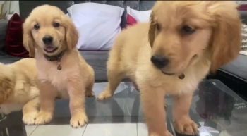 Especial de cachorro golden retriever macho en santo domingo esta ubic