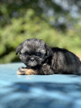 Especial de cachorro shipoo pequeñita hembra en santo domingo esta ubi